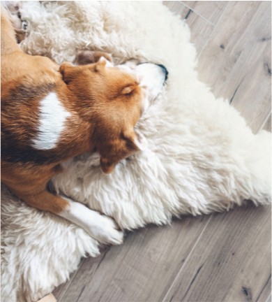 Dog resting on rug | Flooring Depot
